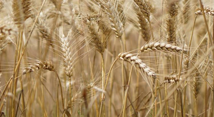 wheat-field-2554358_1920